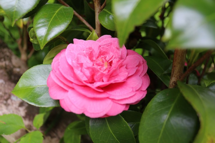 camelia